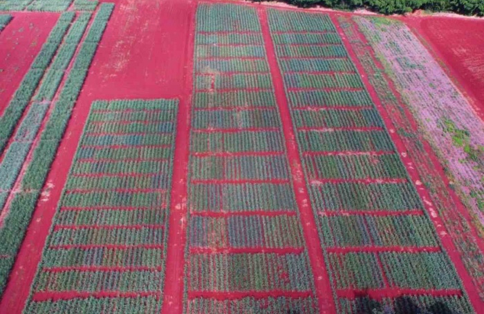 Monitoramento torna irrigação mais eficiente e sustentável