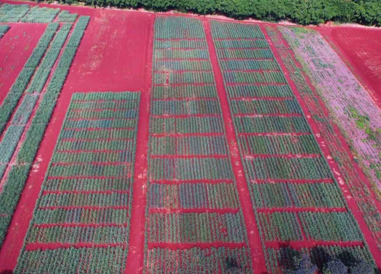 Monitoramento torna irrigação mais eficiente e sustentável
