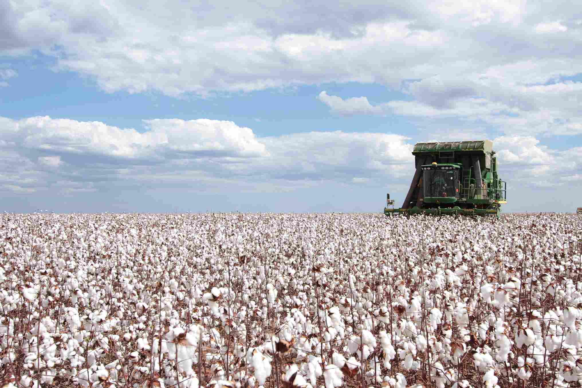 Abrapa elevou a estimativa de produção da safra de algodão 2022-2023