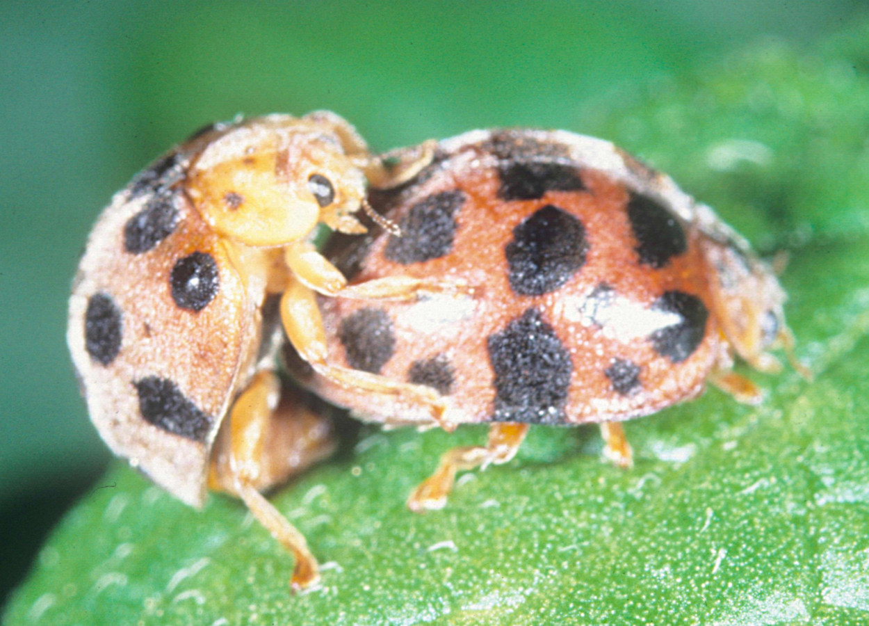 Foto: Merle Shepard, Gerald R Carner e PAC Ooi