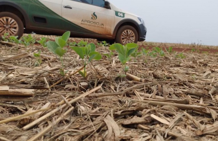 Semeadura da soja alcança 55% em Mato Grosso do Sul