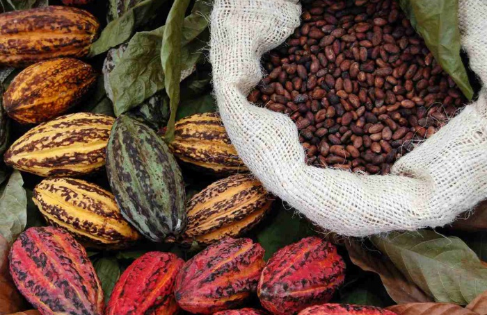 El mercado mundial del cacao se enfrenta a un escenario volátil