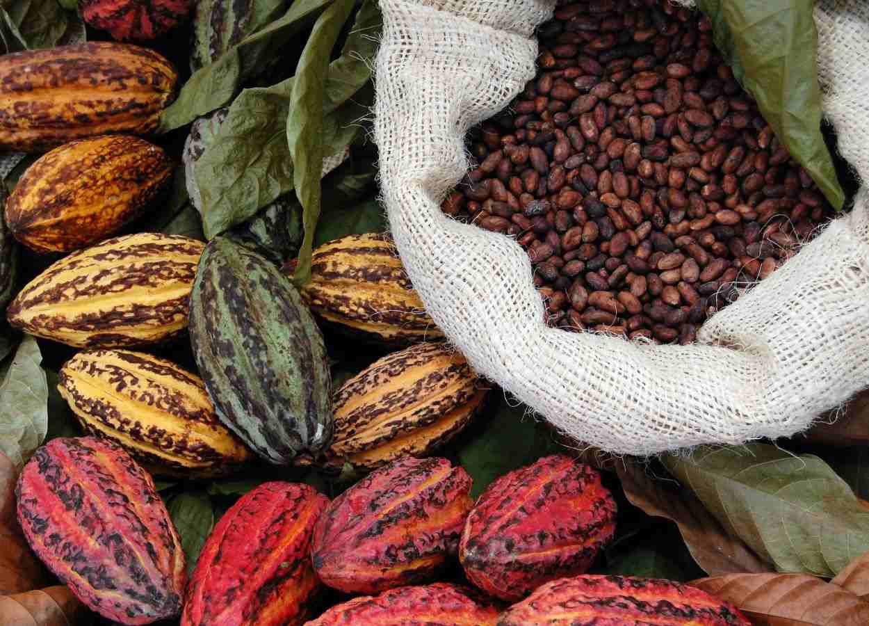Mercado global de cacau enfrenta cenário volátil