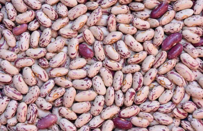 Prazo para semeadura do feijão vai até 30 de junho em 57 municípios goianos