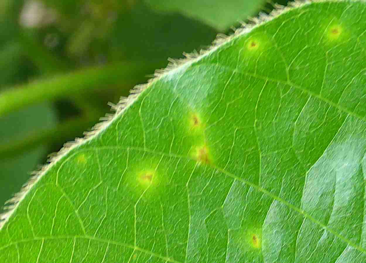 Rotação com gramíneas mantém bactérias da soja por até 70 dias