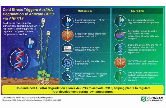 Plantas ativam interruptor molecular para sobreviver a ondas de frio