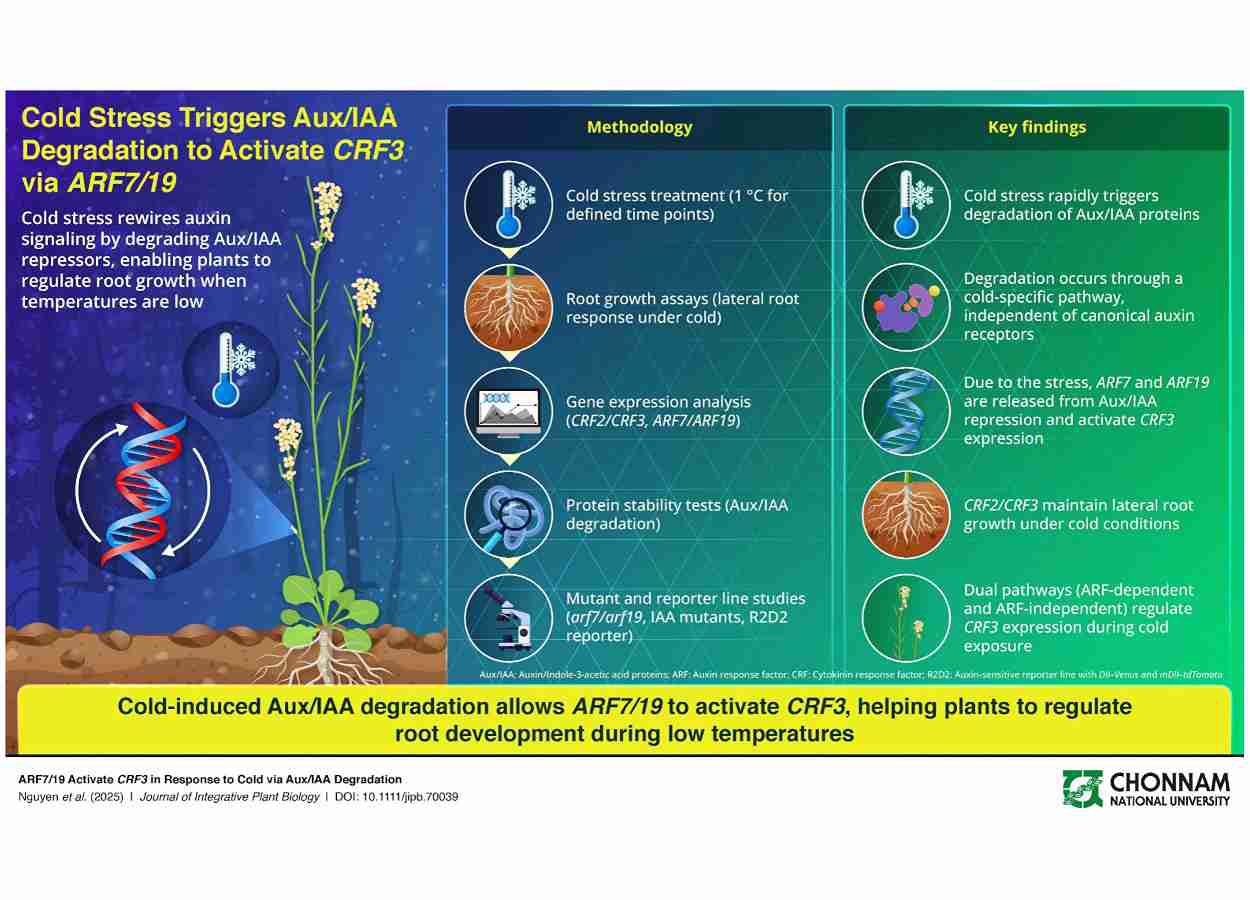 Estudo identifica mecanismo rápido que reconfigura raízes