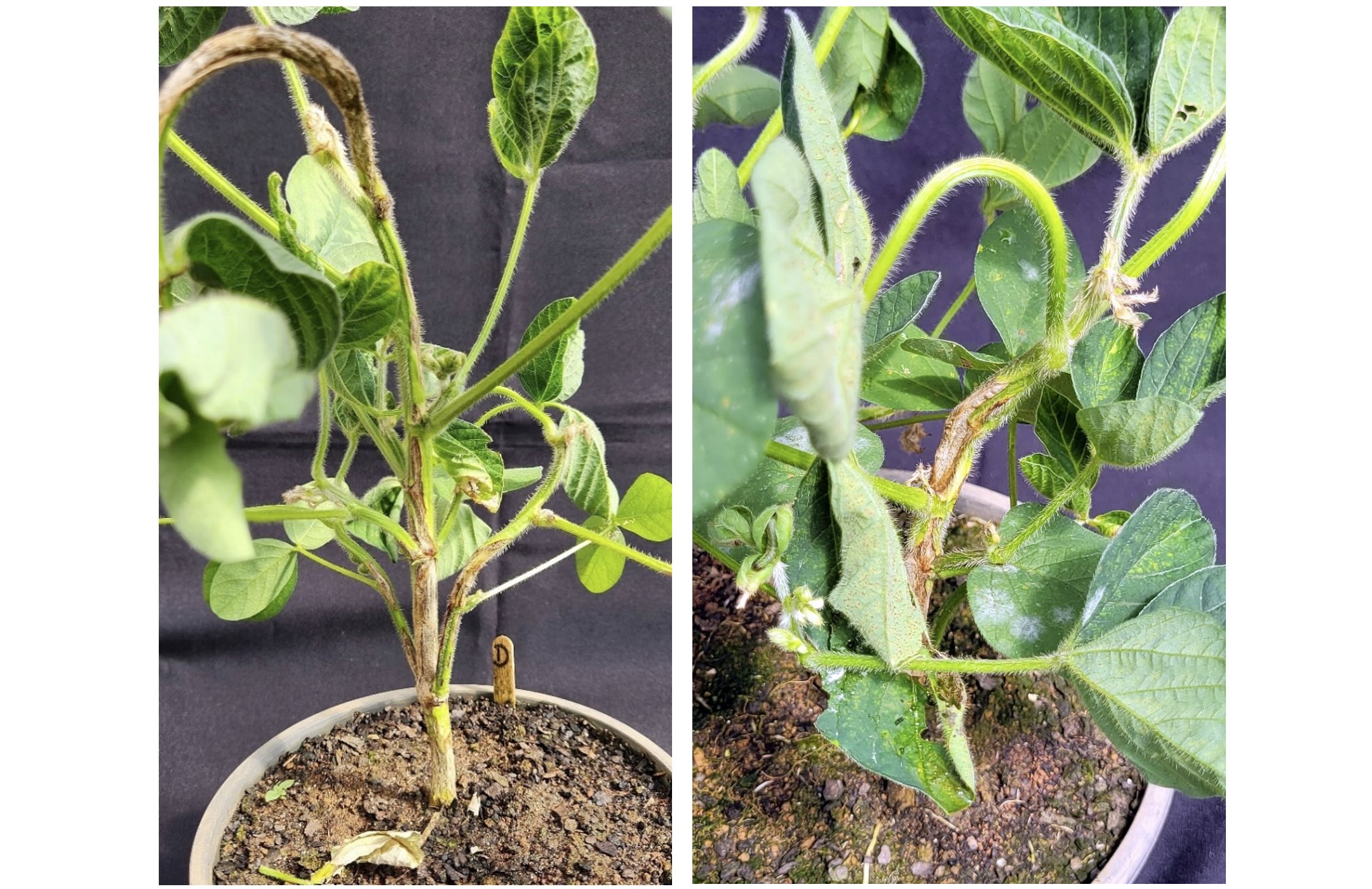 <b>Figura 1 -</b>&nbsp;sintomas de picloram em plantas de soja; detalhe para necrose de caule e morte de meristema. Machado – MG, 2023