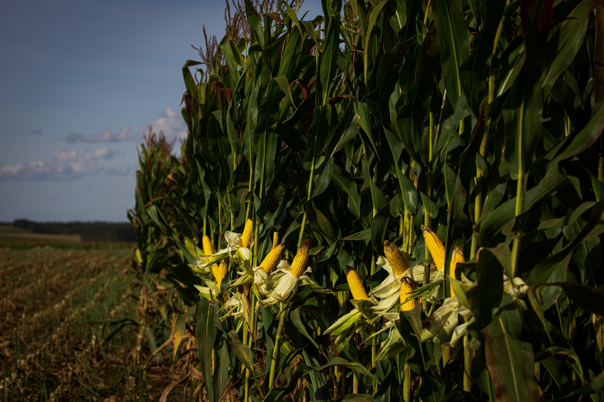 Com menor produção mundial, preços do milho se sustentam