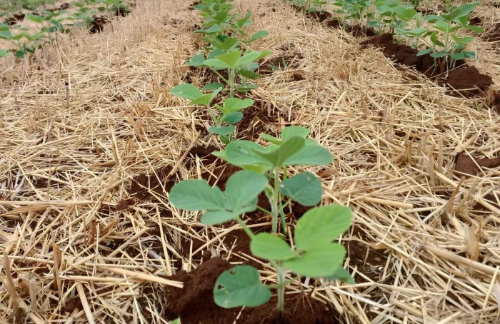 Produtores do RS podem pedir antecipação do plantio de soja