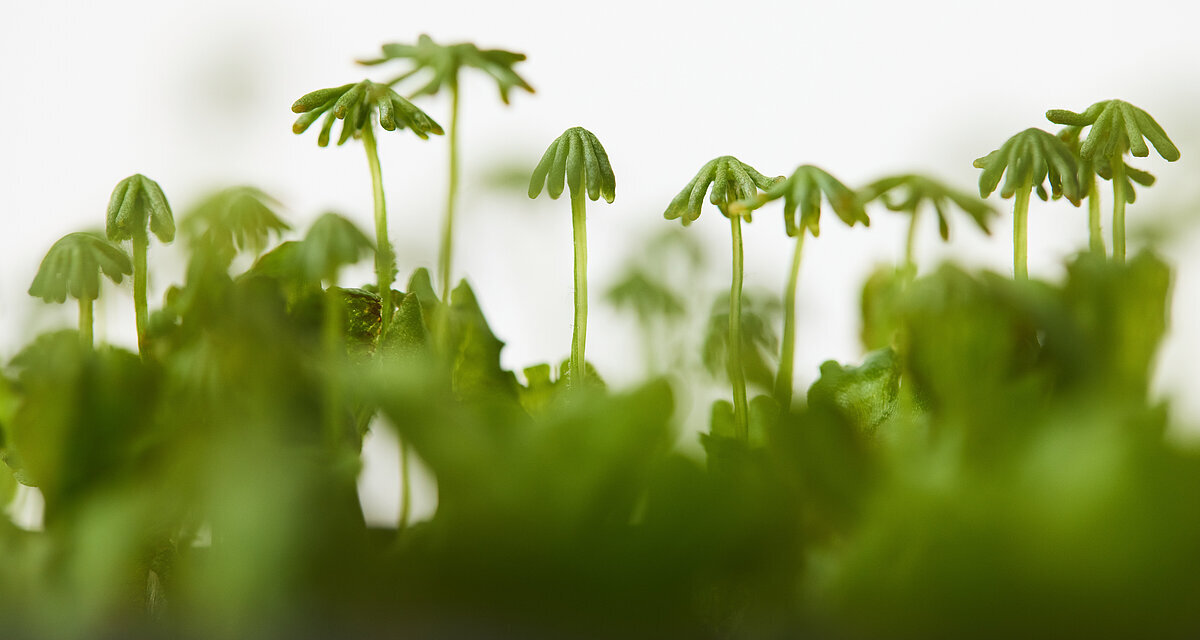 <i>Marchantia polymorpha</i> - Foto: Johannes Hloch / GMI