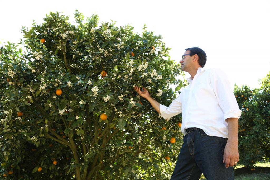 ​Com manejo nutricional diferenciado, pomares de laranja apresentam aumento de 70% em produtividade