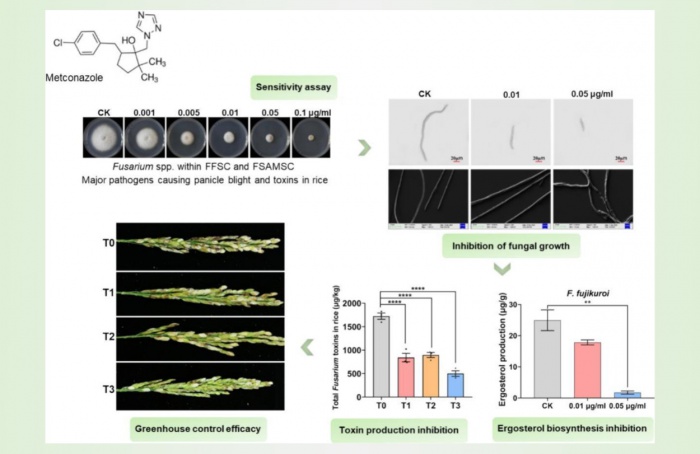 Em estudo, metconazole mostra eficácia contra Fusarium spp em arroz