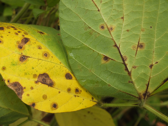 Symptom of target spot on soybean leaf veins