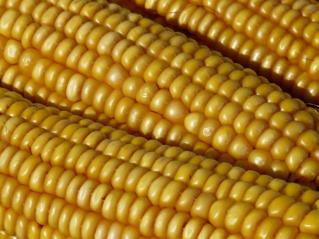 Arysta leva soluções para milho para Toledo (PR)