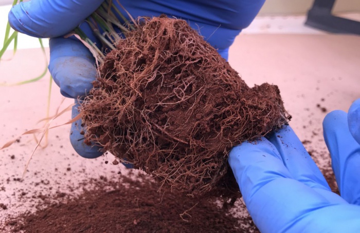 Diversidade microbiana afeta controle biológico no trigo