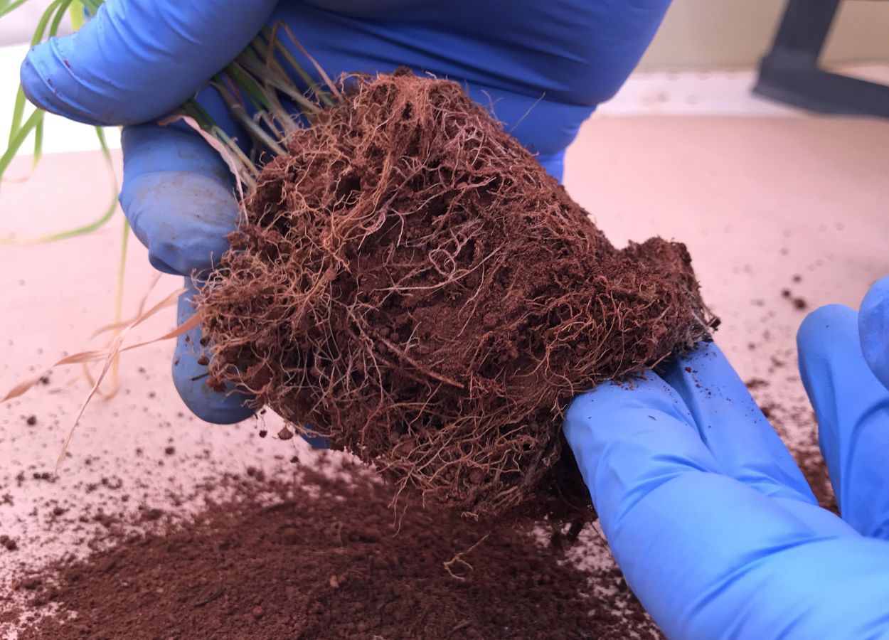 La diversité microbienne affecte la lutte biologique contre le blé
