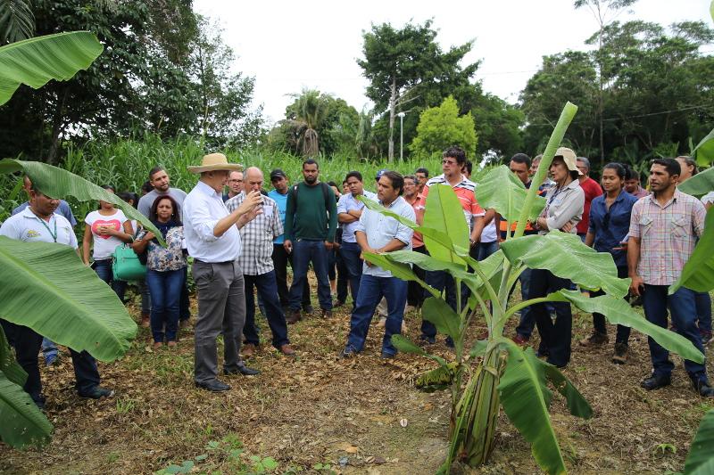 Capacitação sobre produção de bananas reúne técnicos e produtores na Embrapa Amazônia Ocidental