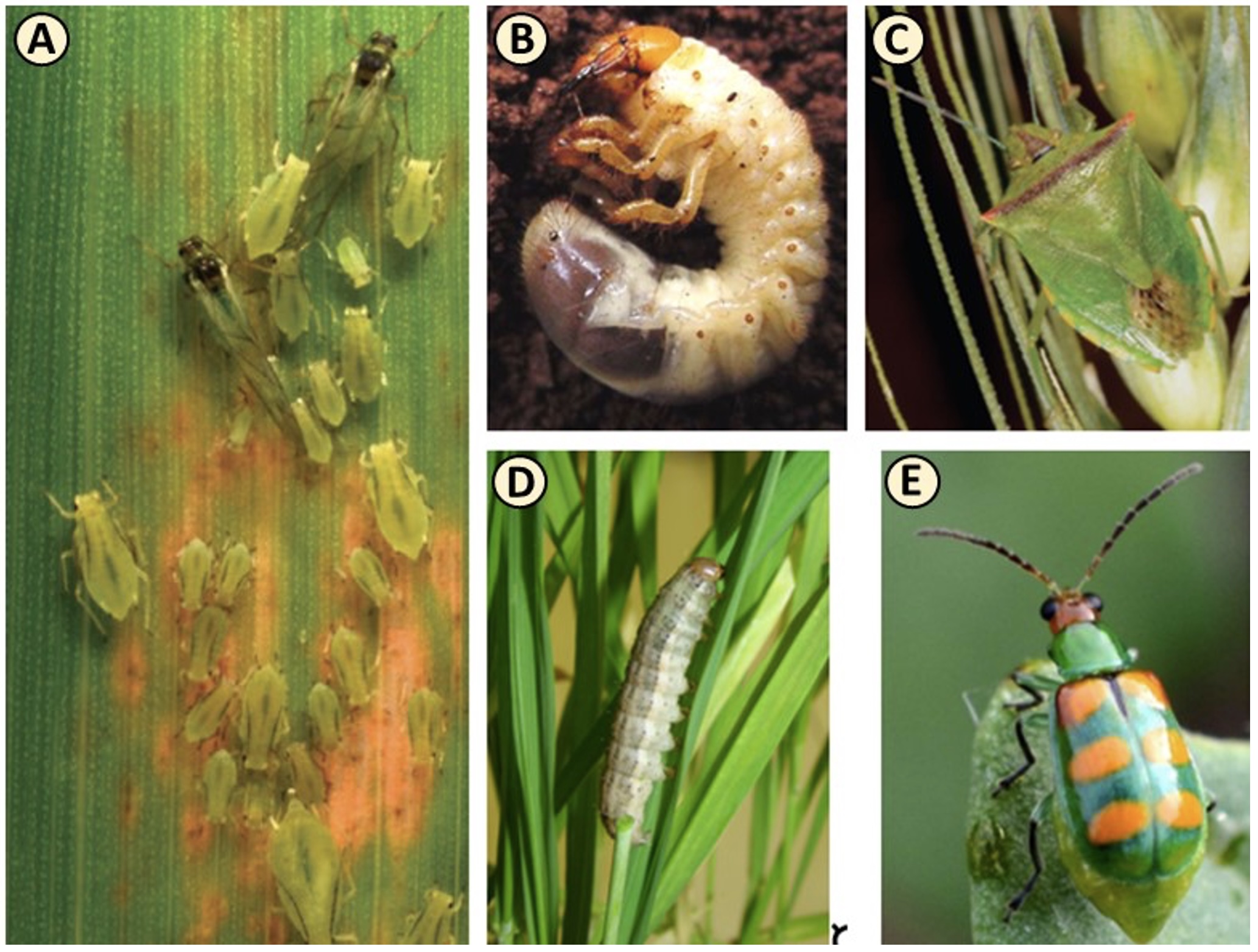 <b>Figura 1 –</b> pragas da cultura do trigo: A) pulgões, B) corós, C) percevejos, D) lagartas e E) brocas - adulto da larva-alfinete (<i>Diabrotica speciosa</i>)