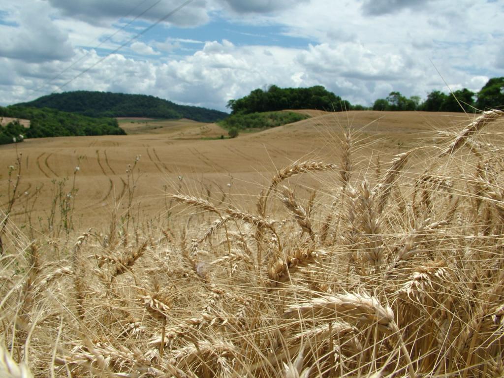 Produtores gaúchos planejam safra de trigo