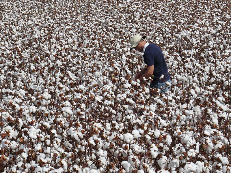 Aumento da produção de algodão no BR traz novos desafios para a pesquisa