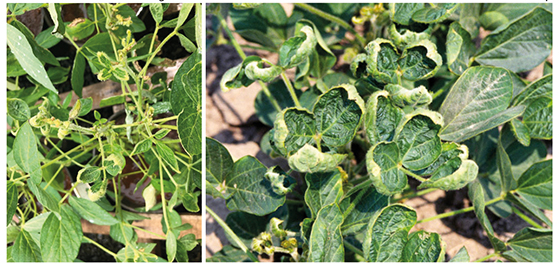 Sintomas de fitointoxicação em folhas de soja causado pelo herbicida dicamba