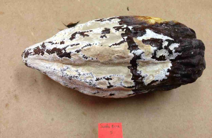 Emulsão com fengicina amplia controle da monilíase em cacau