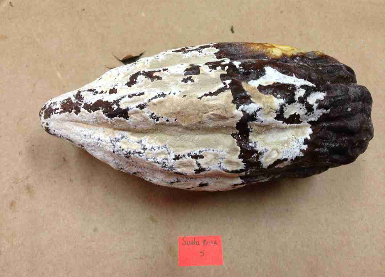 Emulsão com fengicina amplia controle da monilíase em cacau