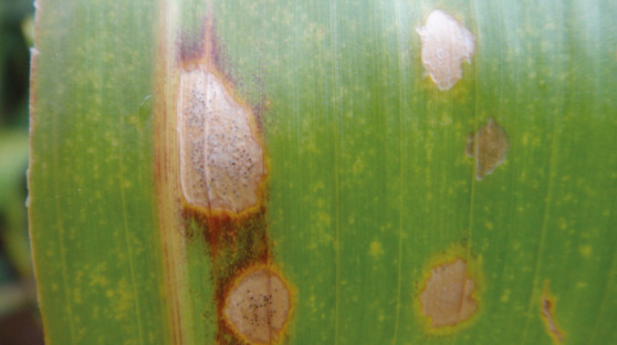 Picnídios (sinais) indicando a presença de P. maydis em folhas de milho 