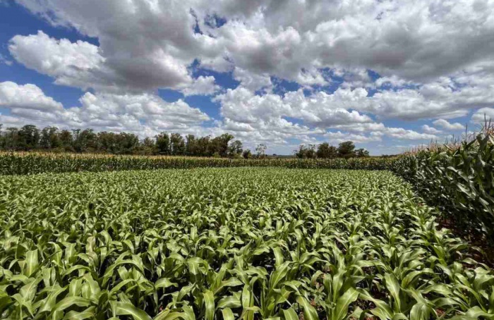 Áreas com milho e sorgo crescem no RS, avalia Cotrisul