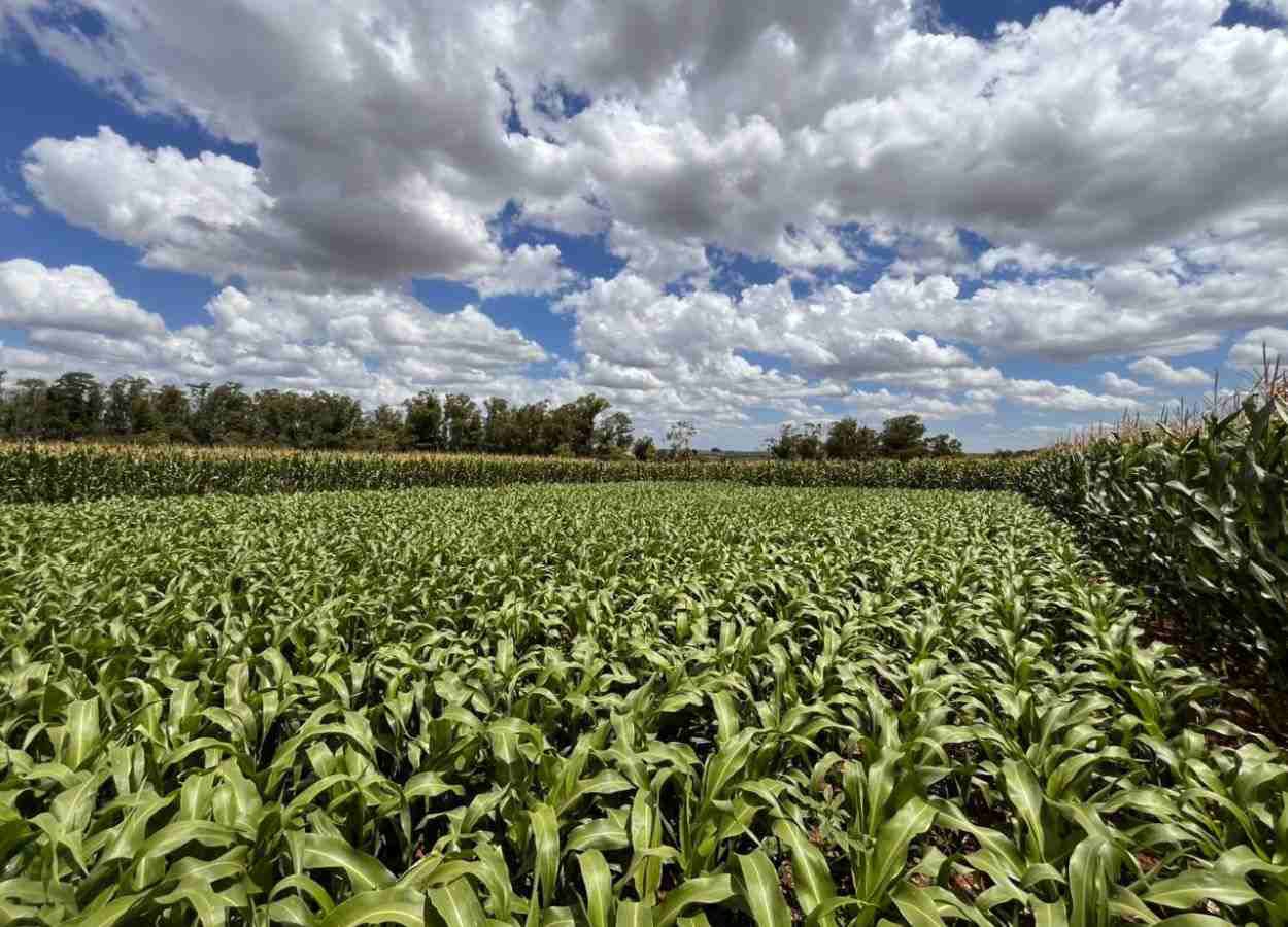 Áreas com milho e sorgo crescem no RS, avalia Cotrisul