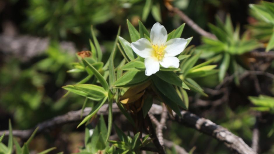 Microlicia geraizeira