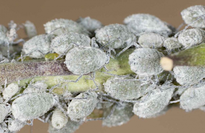 Como os pulgões vencem as defesas naturais das plantas