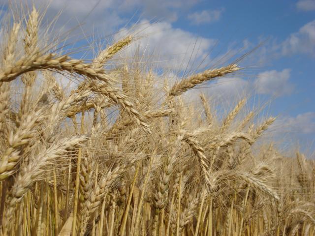 Clima favorável para o trigo na Região Sul