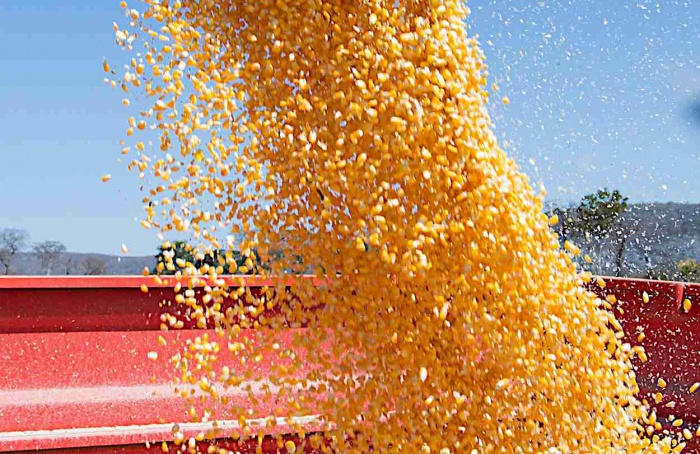 Estudo revela subcompartimentos do DNA em milho