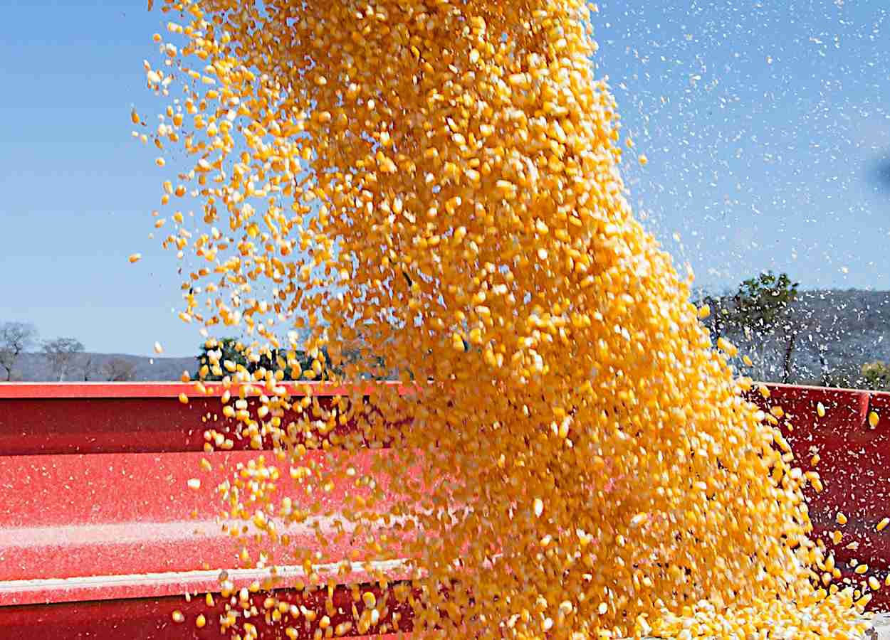 Estudo revela subcompartimentos do DNA em milho