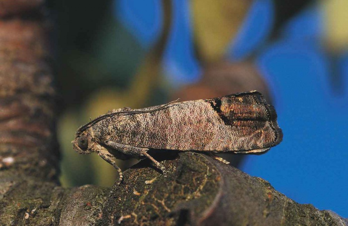 Estudo aponta limites da confusão sexual no controle de Cydia pomonella