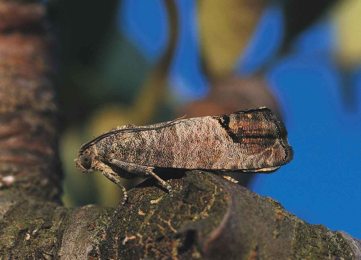 Estudo aponta limites da confusão sexual no controle de Cydia pomonella