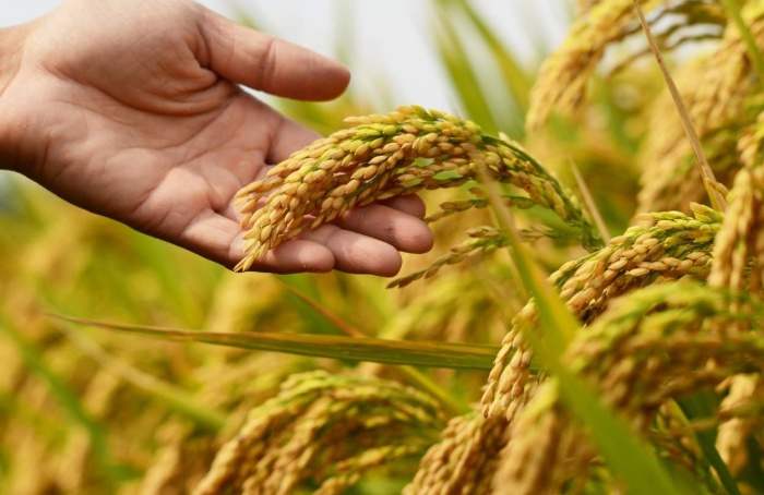 Conab negocia 109,2 mil toneladas de arroz em leilões