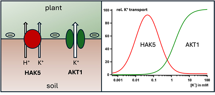 As plantas têm dois sistemas separados de absorção de potássio, o transportador HAK5 e o canal AKT1. Dependendo da concentração de potássio no solo, um ou outro sistema é responsável pela absorção de potássio nas raízes. Isso garante um suprimento constante de potássio, mesmo quando a disponibilidade de potássio varia - Imagem: Tobias Maierhofer / Universidade de Würzburg