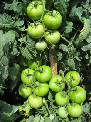 ​Tomate híbrido é aposta em regiões de clima ameno