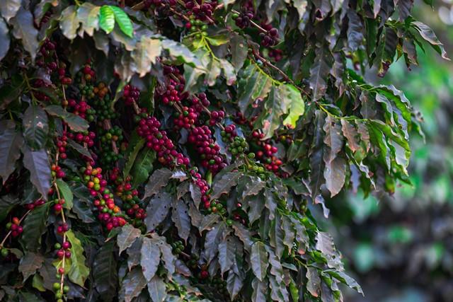 Publicações da Fundação Procafé mostram avanços da cafeicultura e tecnologias para as montanhas