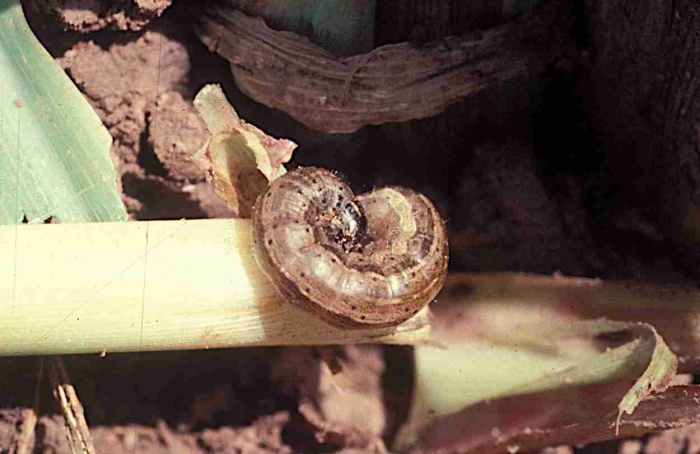 Solo afeta desenvolvimento de Spodoptera frugiperda