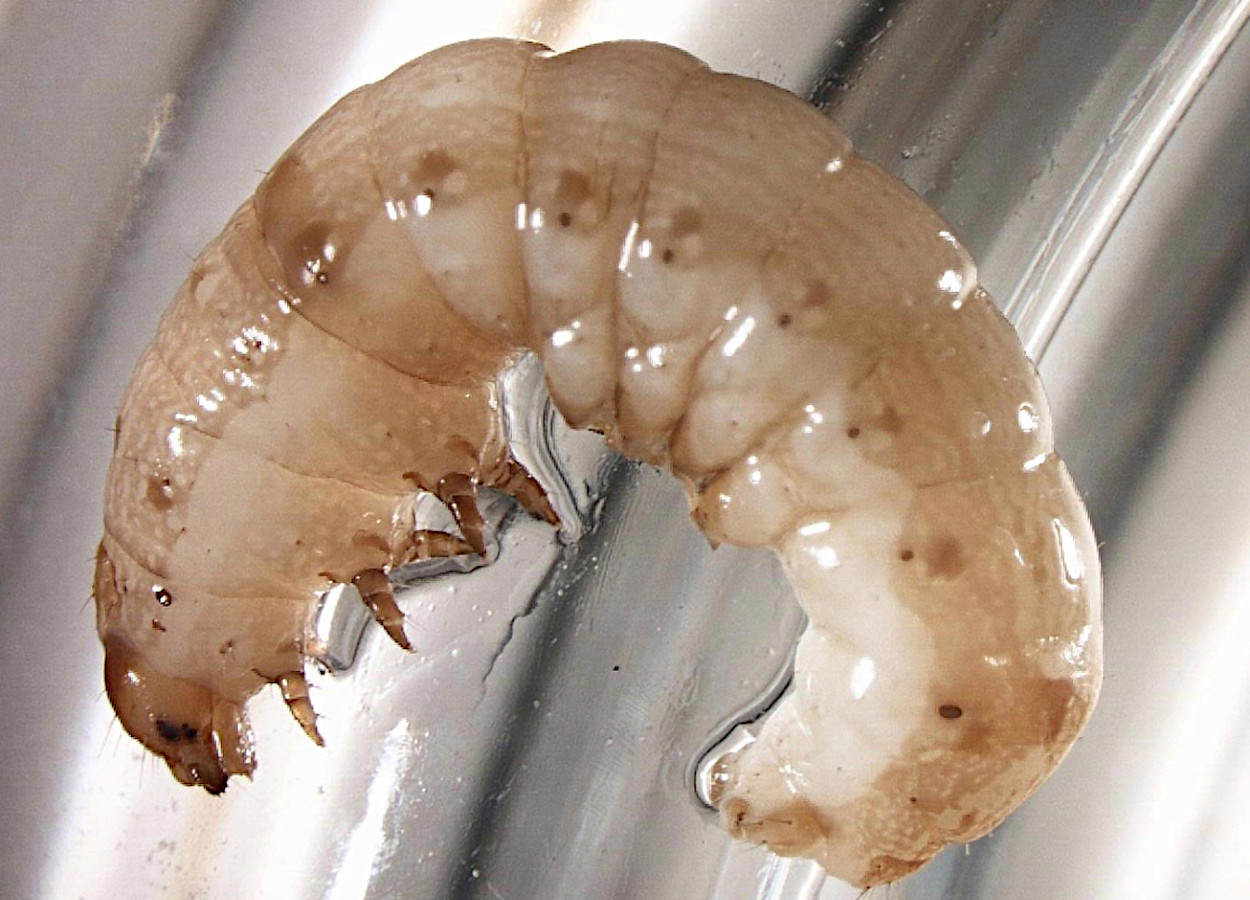 Foto: Charles Olsen / USDA APHIS PPQ - Bugwood