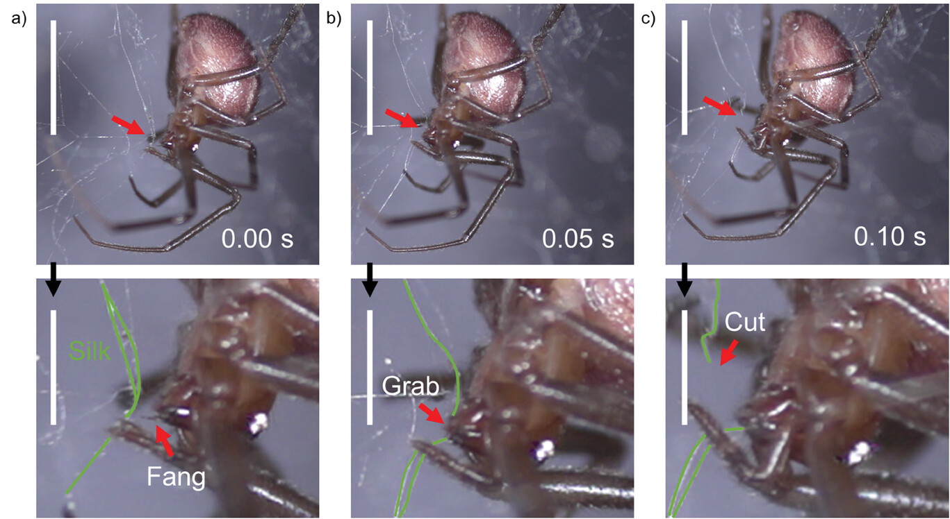 O corte da seda por aranhas. Fotografia de alta velocidade da sequência de corte da seda em uma fêmea de <i>Steatoda</i> sp. <b>(a)</b> A aranha primeiro agarra as linhas de seda (aqui destacadas em verde) com a presa para posteriormente <b>(b)</b> espremê-as entre a presa e a parte basal das quelíceras para <b>(c)</b> cortá-las. Barras de escala de 5 mm. Os painéis na fileira inferior são ampliados cerca de três vezes e a barra de escala relativa é de 12 mm