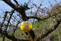 Sistema de Alerta começa a monitorar mosca-das-frutas no pessegueiro na Serra Gaúcha