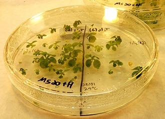 Centro da Unicamp oferece curso em Biotecnologia Agrícola