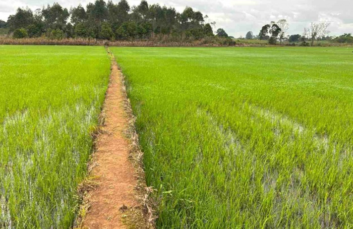 Safra de arroz 2025/26: plantio segue em meio à desvalorização