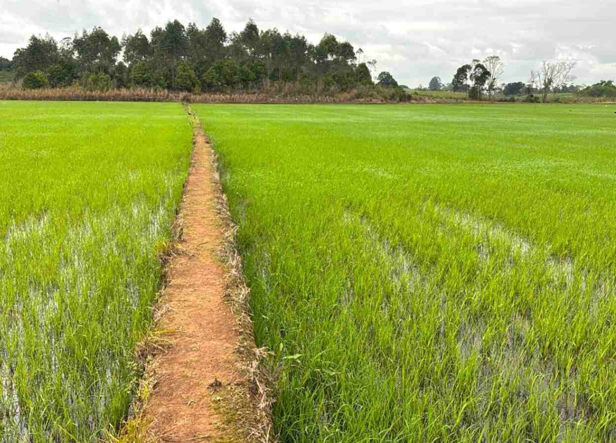 Em Santa Catarina e no Rio Grande do Sul, indústrias e produtores enfrentam cenário desafiador de estoques e riscos de prejuízos