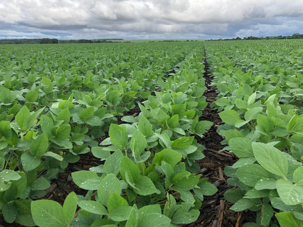 Multitécnica mostra resultados da nutrição foliar em evento na Bahia